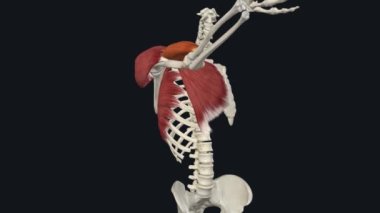 Founh Yumru El Kasları