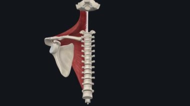 Trapezius Kas 'ın Yükselen Parçası
