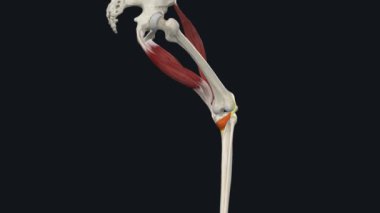 Popliteus - Diz Ortalama Döndürme