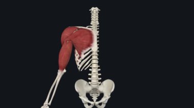 Biceps Brachii - Dirsek Flexion 3D