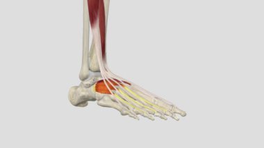Extensor Digitorum Brevis - Ayak Parmağı Uzantısı