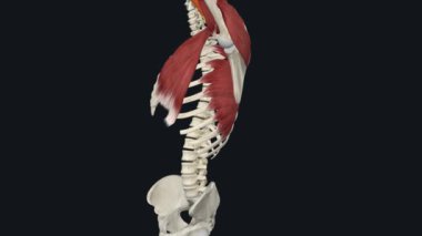 Biceps Brachii Omuz Flexion