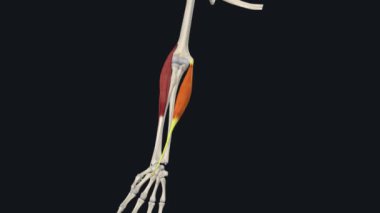 Biceps Brachii 'nin Kısa Lideri