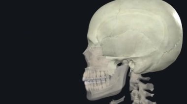 Kemik kompleksi olarak nörokranyum. Beyni çevreleyen kafatası kemiklerinin farklı görüntülerini gösteren çoklu etkileşimli yüksek kaliteli resimlere bakın.