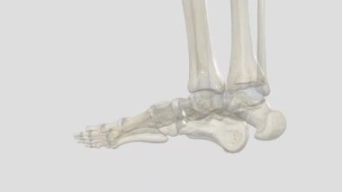 İkinci metatarsal kemik ayaktaki uzun bir kemiktir. .