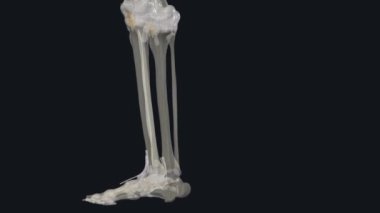 Bacağın interosseöz zarına ayrıca orta tibiyofibular bağ dokusu da denir. .