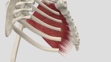 Pectoralis major göğüs duvarının en üst ve en büyük kasıdır.