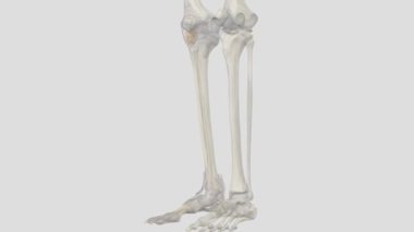 Bacağın interosseöz zarına ayrıca orta tibiyofibular bağ dokusu da denir. .