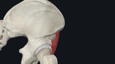 İliaküs düz, üçgen bir kastır ve iliak fossa 'yı doldurur. Kalça kemiğinin yan kısmını oluşturur.,