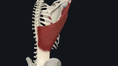 Latissimus Dorsi Omuz Uyarımı