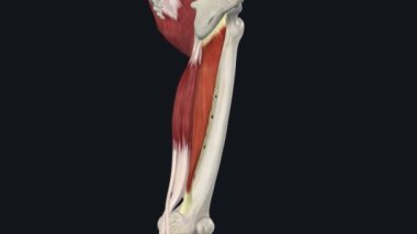 Danışman Magnus Magnus - Kalça Uzantısı