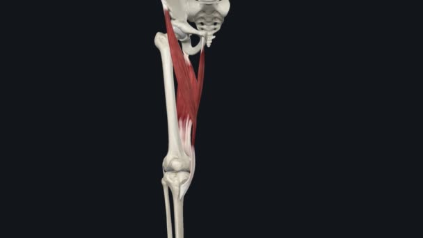 Gracilis Knee Medial Rotation — 图库视频影像