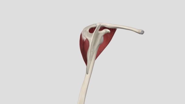 Músculo Deltoid Músculo Triangular Grande Que Encontra Sobre Articulação Glenoumeral — Vídeo de Stock