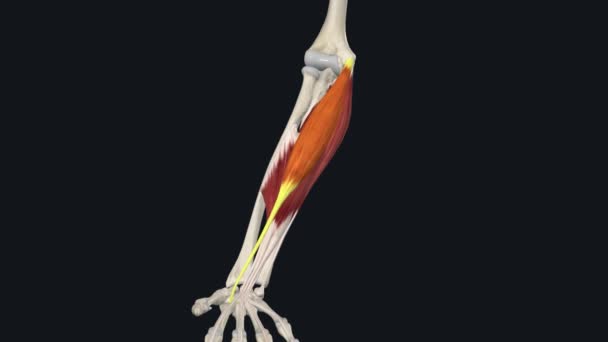 柔韧的腕关节 腕关节弹性 — 图库视频影像
