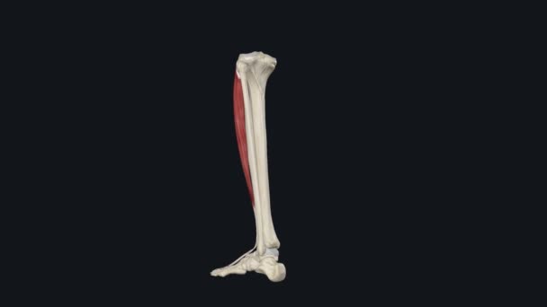 Extensor Digitorum Longus Edl Muscle Feather Muscle Anterior Extensor Compartment — Stock Video