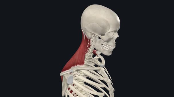 曲培齐斯 颈椎脊柱伸展性高血压 — 图库视频影像