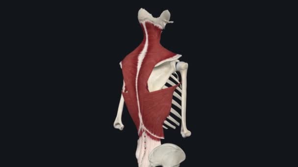 Iliocostalis肌肉位于胸部笼的后表面 — 图库视频影像