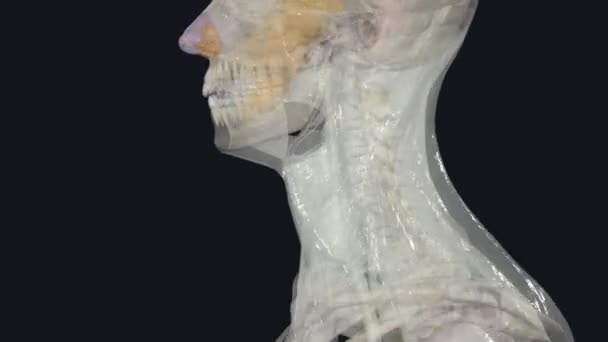 Layer Deep Cervical Fascia Thin Fascia Limited Anterior Part Neck — Stock Video