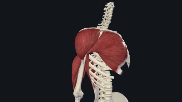 Long Head Triceps Brachii Shoulder Extension Hyperextension — Stock Video