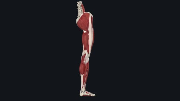 伸展肌 Extensor Digitorum Brevis 是足背固有的肌肉之一 — 图库视频影像