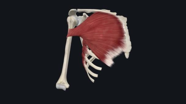 サブクレビウスの筋肉は 風味の下に横たわるトラシックの壁の短い三角形の筋肉です — ストック動画