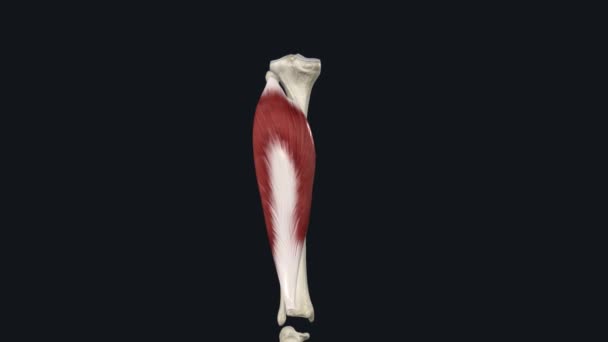 人类和其他一些哺乳动物 比目鱼是小腿 后部的一种强有力的肌肉 — 图库视频影像