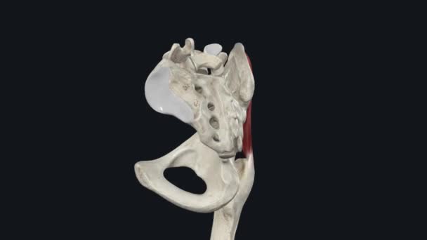 グルートメディウスは 骨盤の前面平面安定性を維持する上で非常に重要な筋肉であり それはIpsilateralテンソルファシアデュエで形成されます — ストック動画