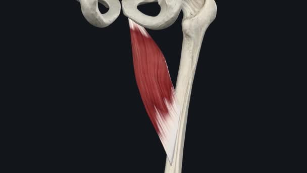 内收肌是大腿内侧的一种内收肌 — 图库视频影像