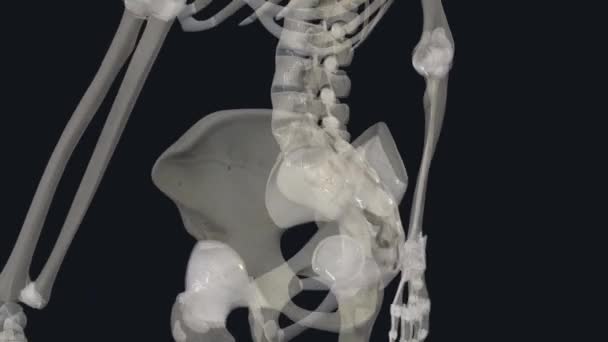 胆囊韧带是结缔组织的强韧带 是三种椎体骨盆韧带中的一种 — 图库视频影像