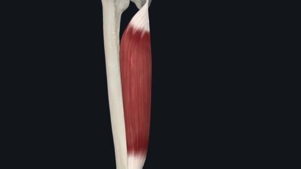 Długa Głowa Femoris Biceps — Wideo stockowe