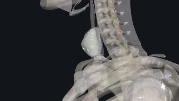 Glándula Tiroides Está Cubierta Por Una Cápsula Fibrosa Con Septos — Vídeo de stock