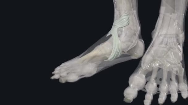 より劣ったエクステンダー網膜は足首関節の前部にあります — ストック動画