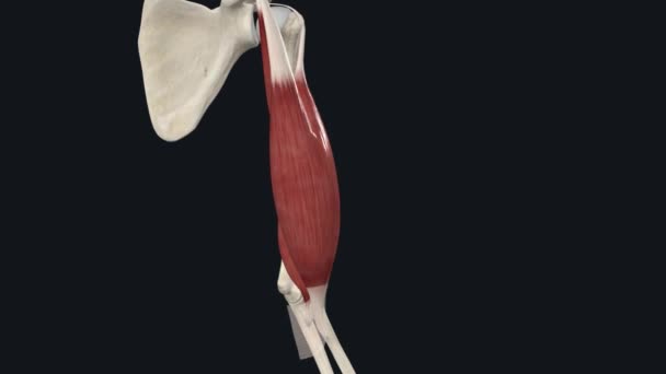 二头肌有两个肌腱 将肌肉固定在肩上 一个肌腱固定在肘部 — 图库视频影像