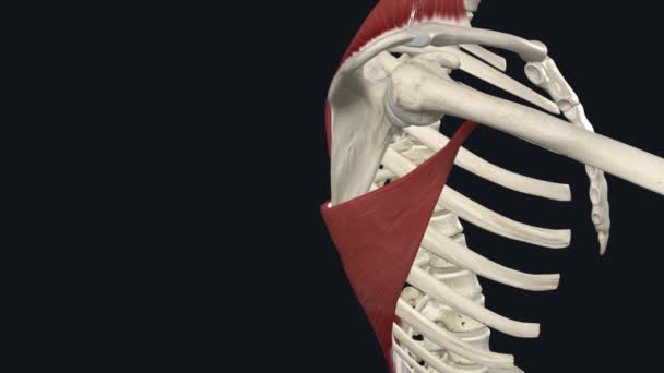 Trapezius Shoulder Retraction Scapula Adduction — Stock Video