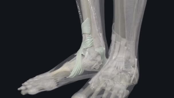 Flexor Retinaculum Ankle Formed Reinforcement Deep Fascia Leg Transverse Collagen — Stock Video