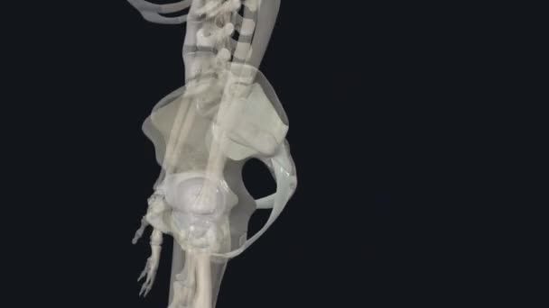 Pelvic Girdle Ring Bony Structure Located Lower Part Trunk — Stock Video