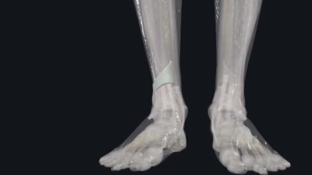 Extensor Retinaculum Refers Set Ligaments Ankle Connect Tibia Fibula — Stock Video