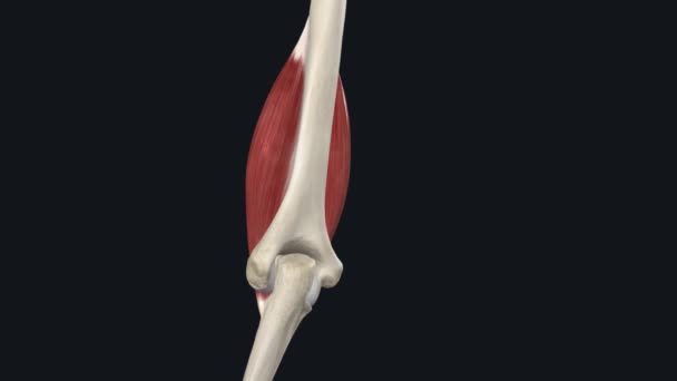 Músculo Braquial Importante Músculo Envolvido Flexão Antebraço Localizado Compartimento Anterior — Vídeo de Stock