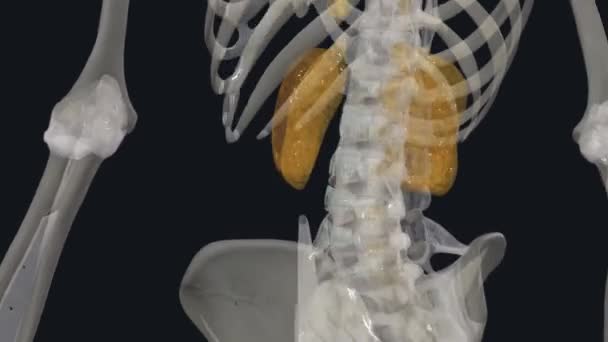 横断靭帯は弱く シート状の靭帯がトラシチック脊椎の隣接する横断プロセスとルーバー脊椎の付属品プロセスを相互接続する — ストック動画
