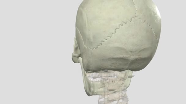 Ossos Cranianos São Oito Ossos Que Compõem Seu Crânio Crânio — Vídeo de Stock