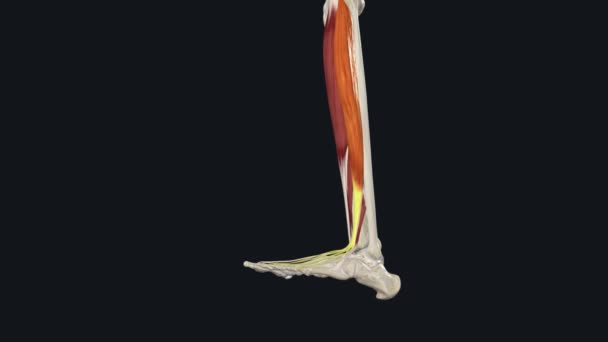 エクステンサーディジトリウムロングス Edl筋肉 は足の前部 エクステンサー コンパートメントの羽のような筋肉です — ストック動画