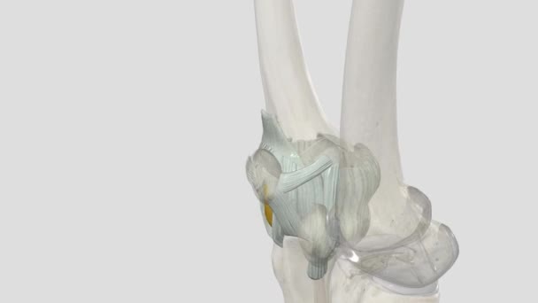 膝関節は 主に柔軟性と拡張を可能にするヒンジ型の合成ジョイントです そして 中程度および横方向の回転 — ストック動画