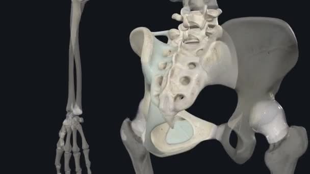 Korset Panggul Adalah Struktur Tulang Seperti Cincin Terletak Bagian Bawah — Stok Video