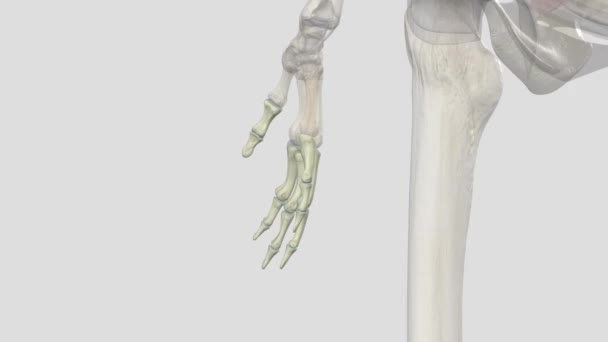 法朗日 每只手指头和每只脚的脚趾里都有14块骨头 — 图库视频影像