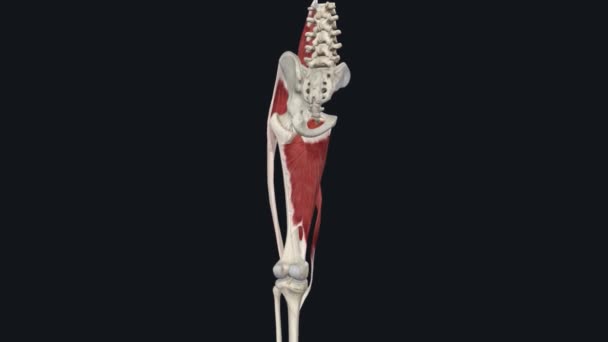 胸骨肌是髋关节加速器 是大腿内侧五个大肌肉中的一个 — 图库视频影像