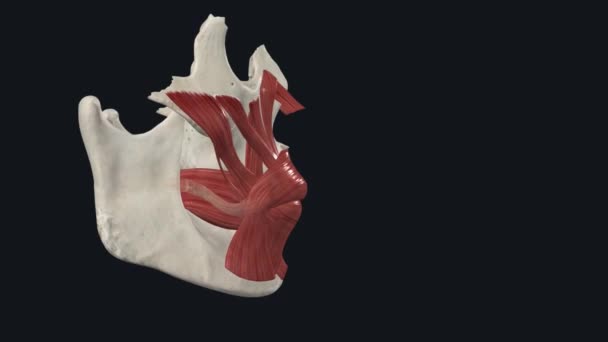 Mięśnie Jamy Ustnej Tworzą Podgrupę Mięśni Twarzy Podnośniki Zwijacze Wirówki — Wideo stockowe