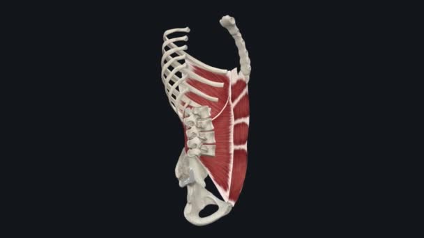 腹股沟内侧肌 — 图库视频影像