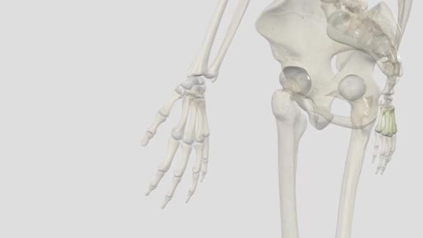 メタカルパル カルパル の骨の間のいくつかの管状骨のいずれかと足のメタタル骨に対応する陸上の脊椎動物の先頭掘削のそれぞれ — ストック動画