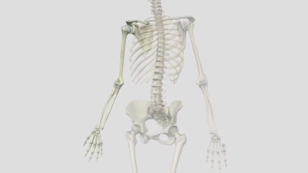上肢或上臂是上身的一个功能单位 — 图库视频影像
