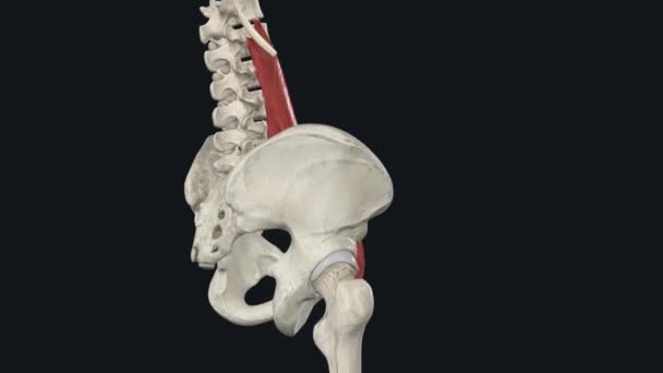Psoas肌肉是一种位于身体深处的副骨骼肌 非常接近于较小骨盆的脊柱和边缘 — 图库视频影像